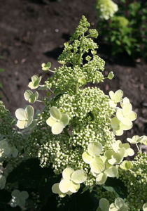 Obraz Hydrangea